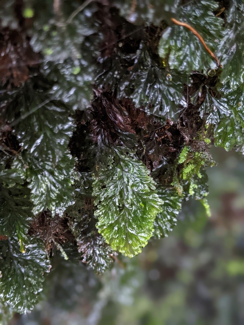 Hymenophyllum barbatum