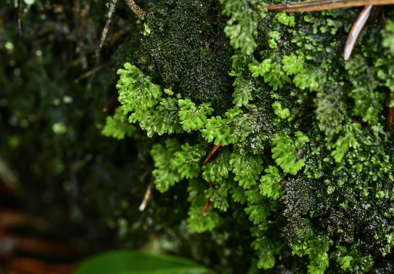 Hymenophyllum barbatum photo 2