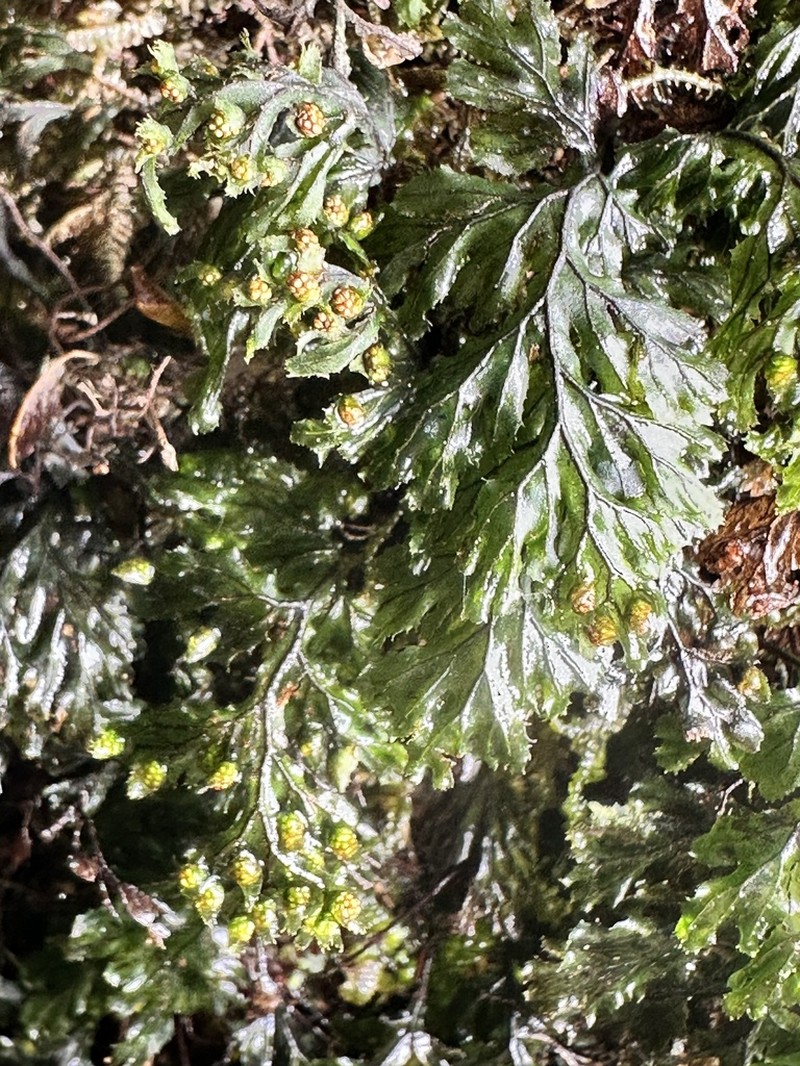 Hymenophyllum barbatum photo 3