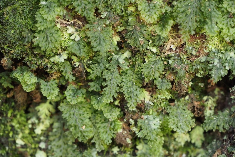 Hymenophyllum barbatum photo 4