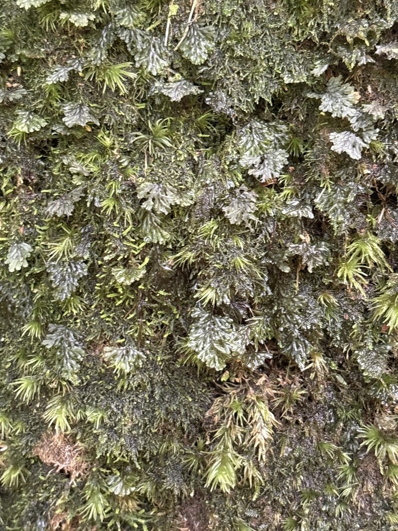 Hymenophyllum barbatum photo 5
