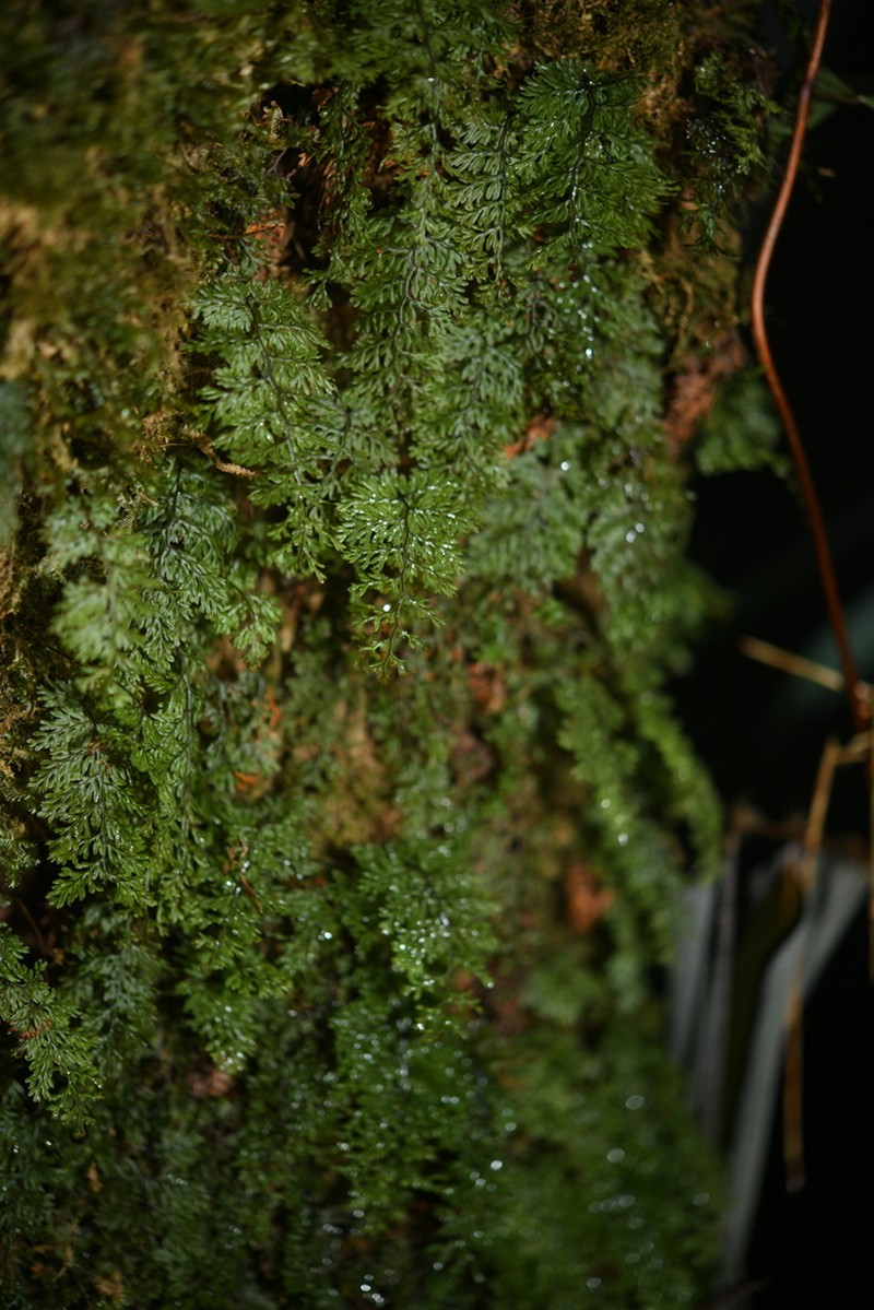 Hymenophyllum barbatum photo 6