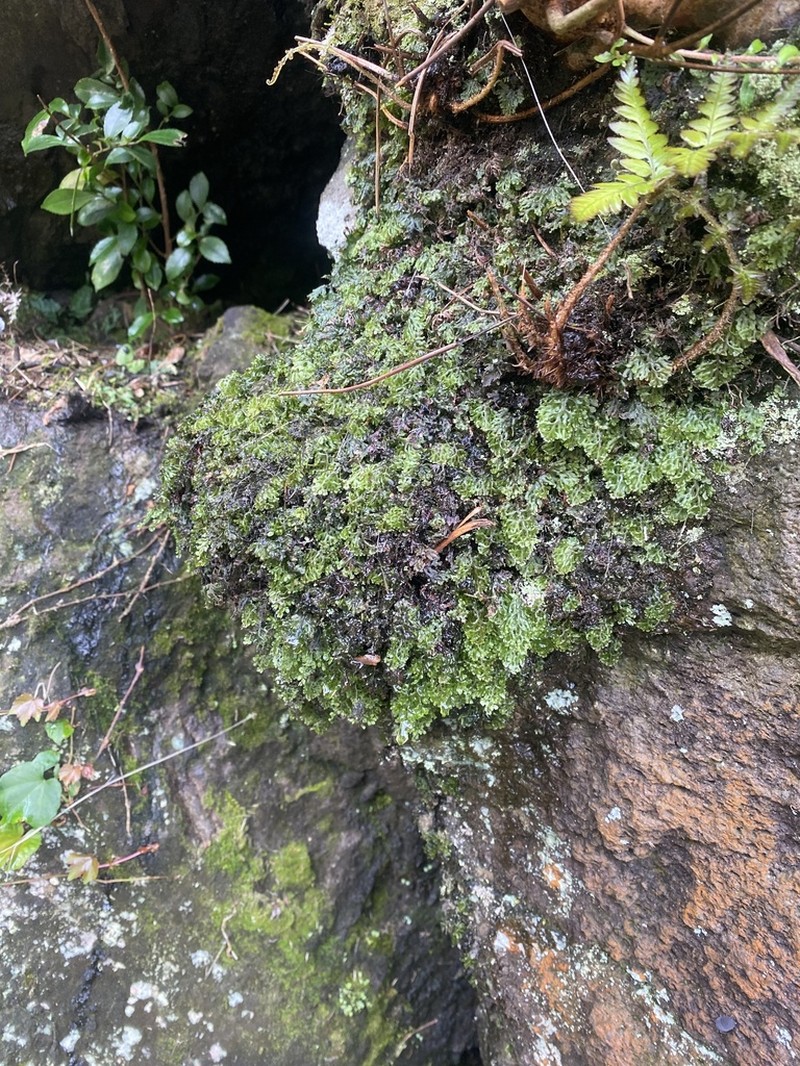 Hymenophyllum barbatum photo 7
