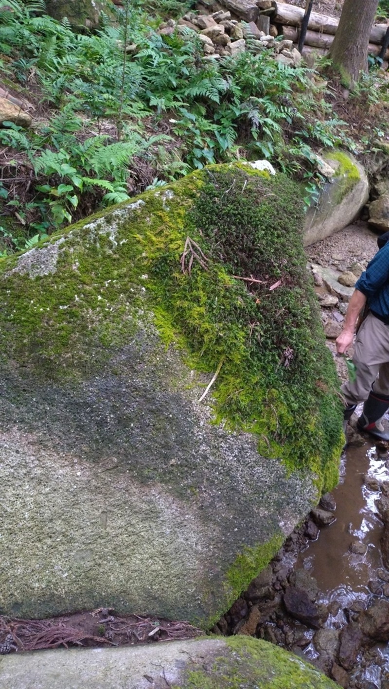 Hymenophyllum barbatum photo 8