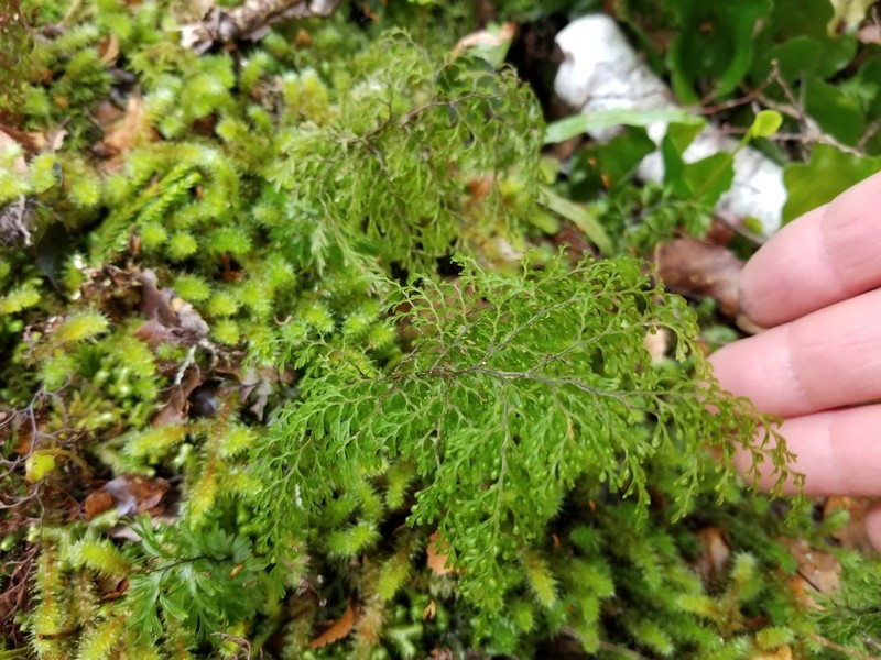 Hymenophyllum bivalve