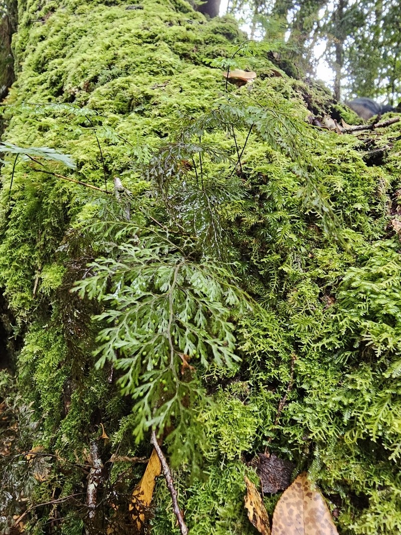 Hymenophyllum bivalve photo 2