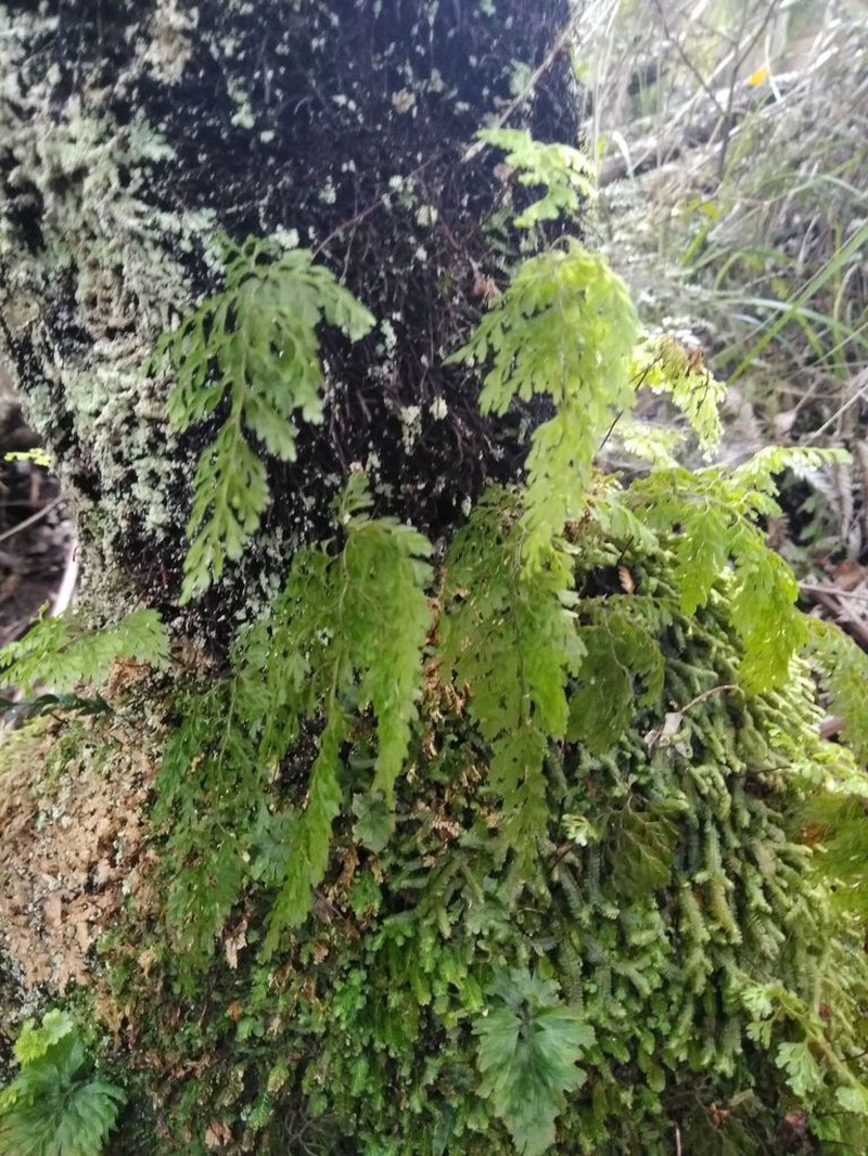 Hymenophyllum bivalve photo 3