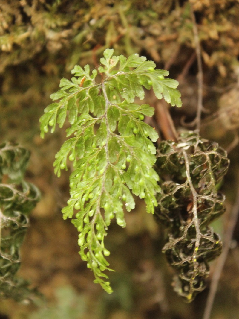 Hymenophyllum bivalve photo 4