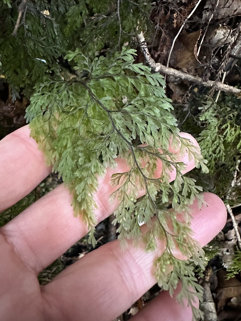 Hymenophyllum bivalve photo 5