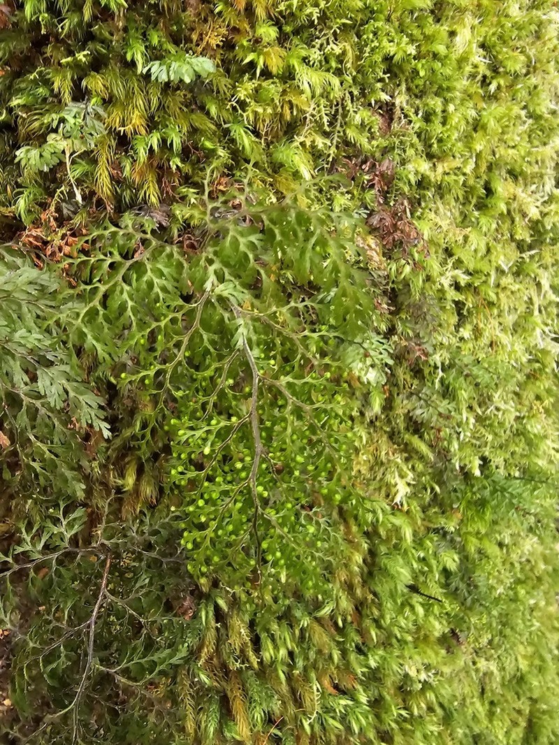 Hymenophyllum bivalve photo 6