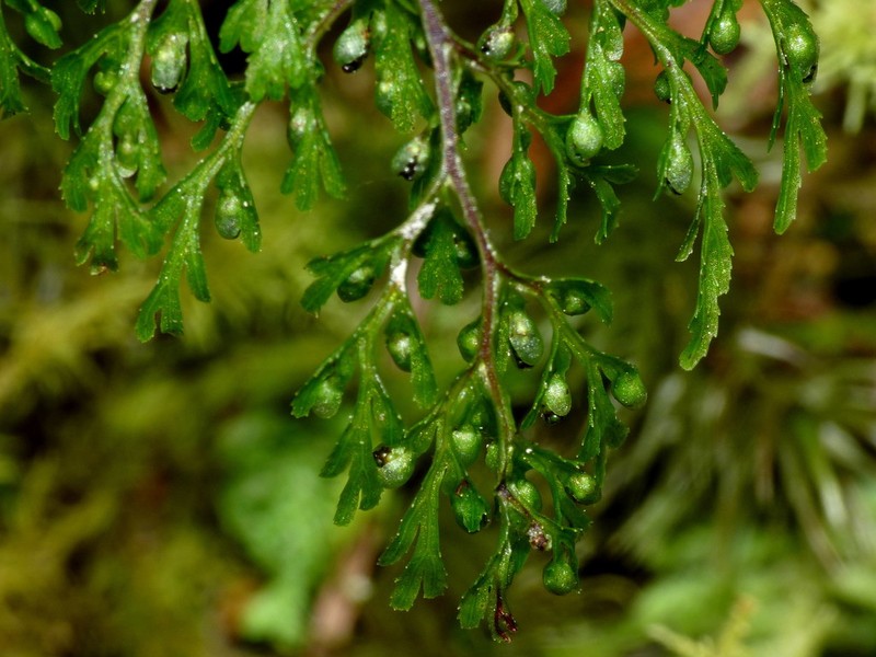 Hymenophyllum bivalve photo 7