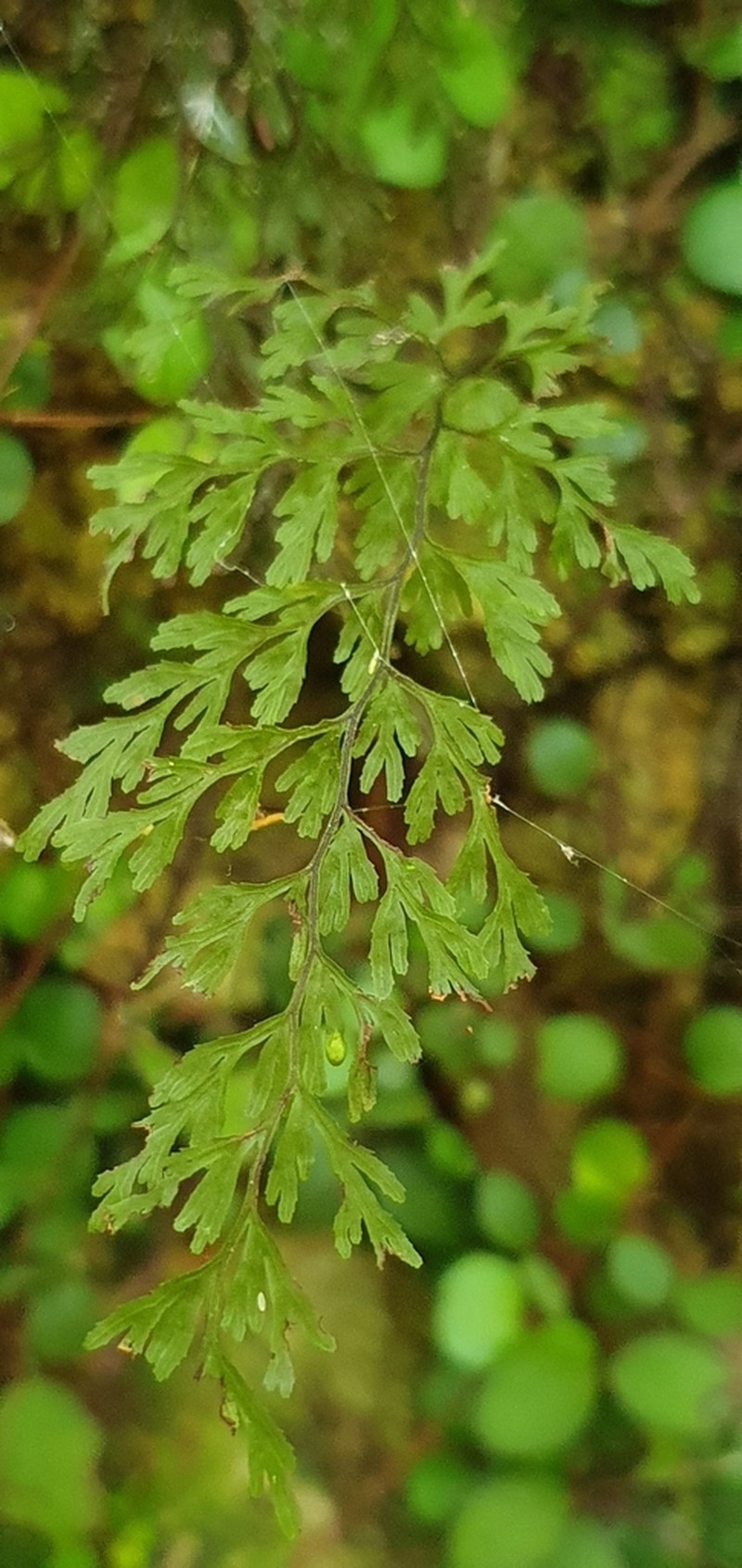 Hymenophyllum bivalve photo 8