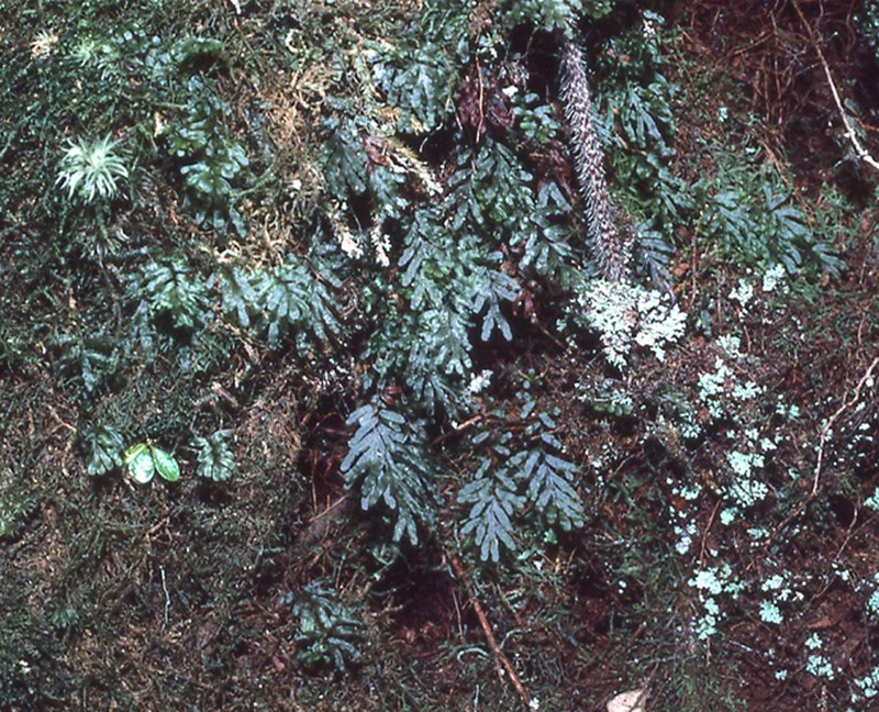 Hymenophyllum blandum