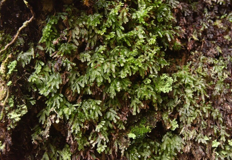Hymenophyllum blandum photo 2