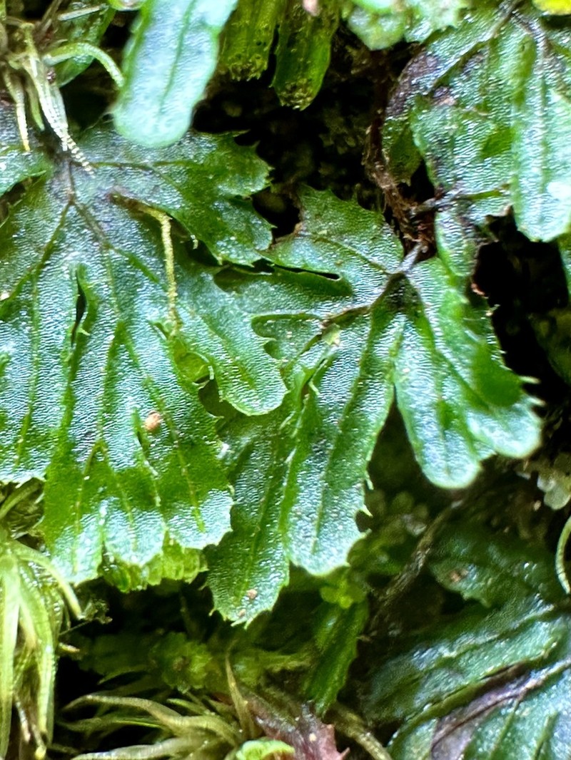 Hymenophyllum blandum photo 3