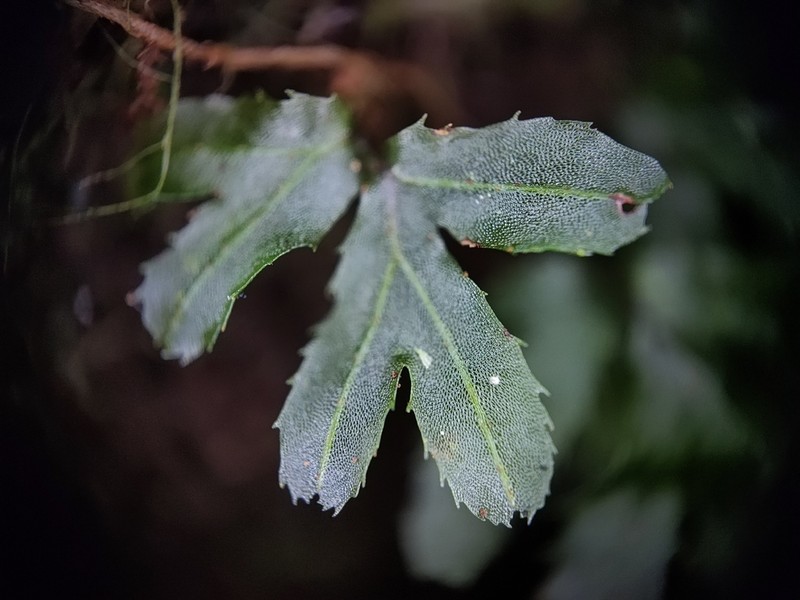 Hymenophyllum blandum photo 4