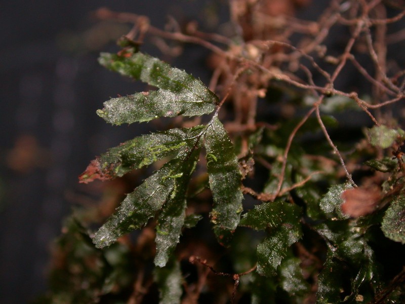 Hymenophyllum blandum photo 5