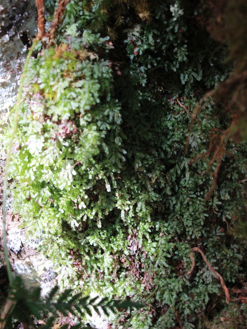 Hymenophyllum blandum photo 6