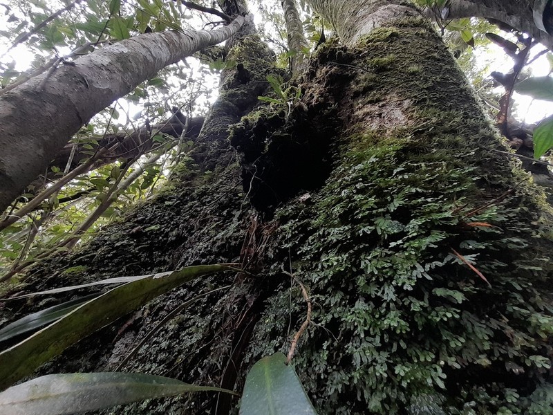 Hymenophyllum blandum photo 7