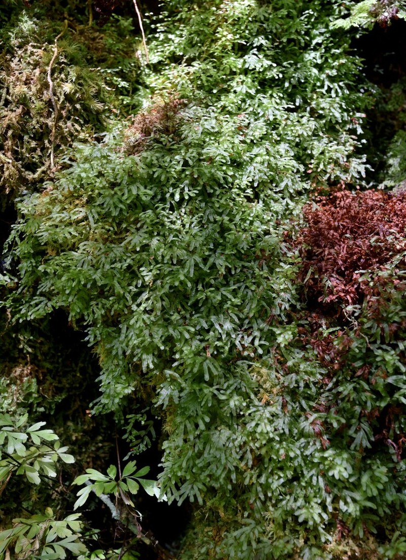 Hymenophyllum blandum photo 8