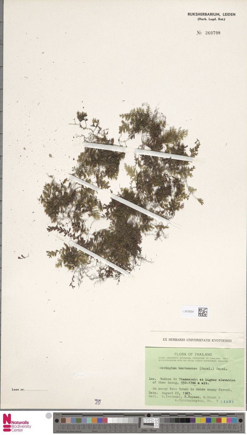 Hymenophyllum bontocense