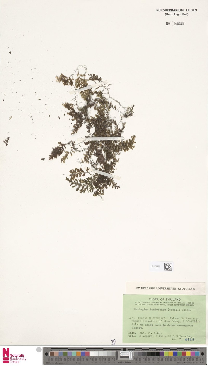 Hymenophyllum bontocense photo 2