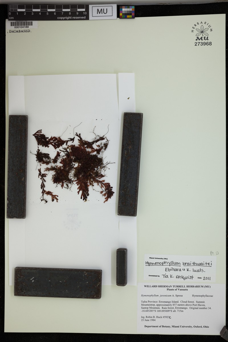 Hymenophyllum braithwaitei