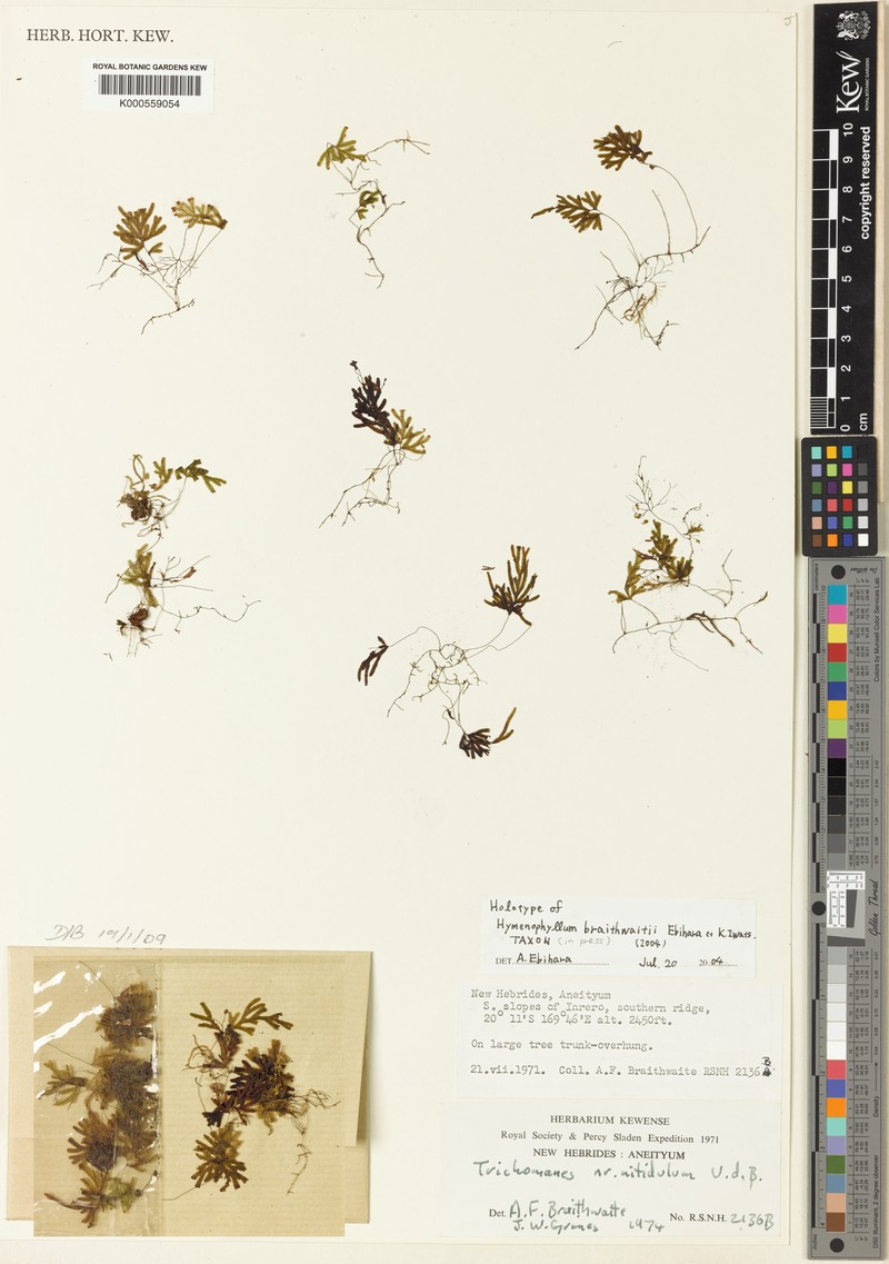 Hymenophyllum braithwaitei photo 2