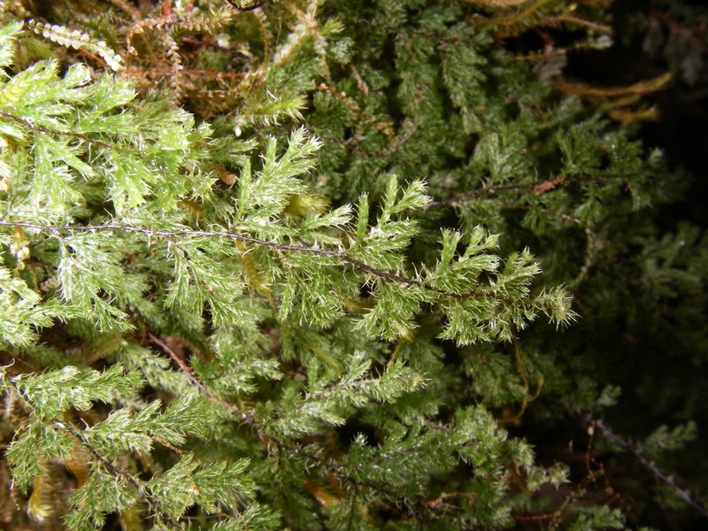 Hymenophyllum brassii