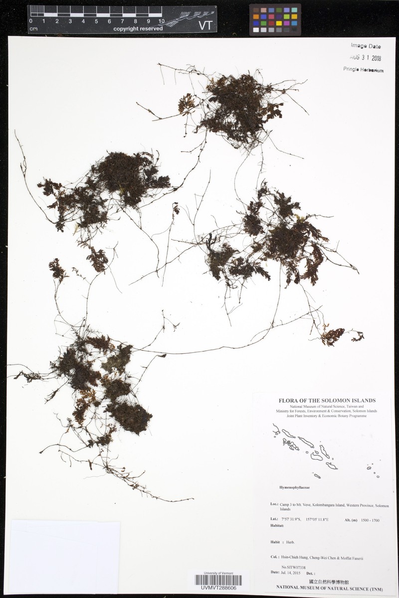 Hymenophyllum brassii photo 2