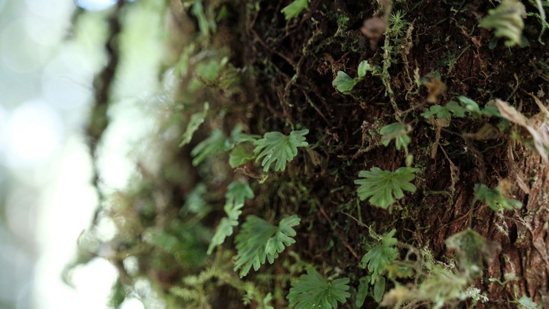 Antilles Filmy Fern photo 3