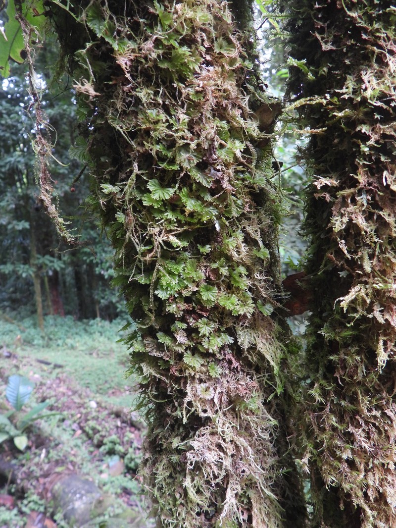 Antilles Filmy Fern photo 4