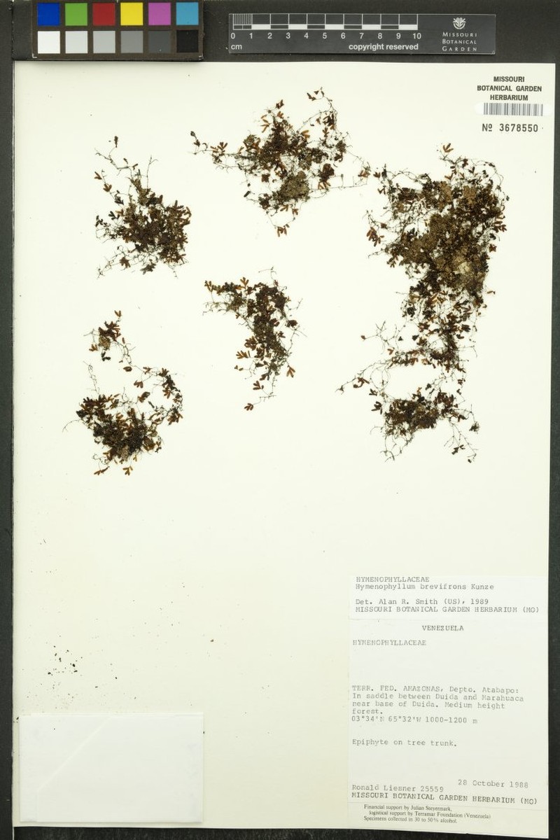 Antilles Filmy Fern photo 6