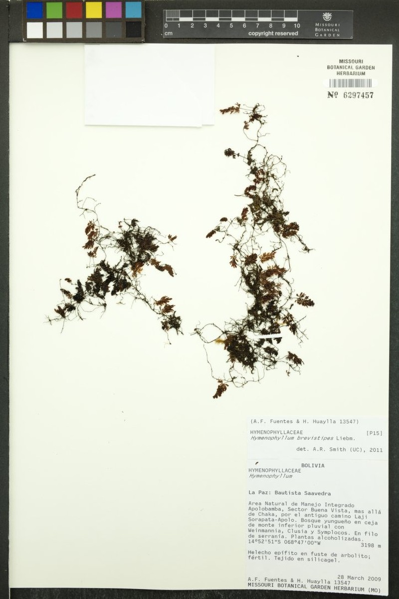 Hymenophyllum brevistipes