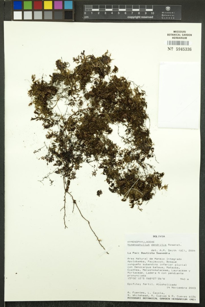 Hymenophyllum brevistipes photo 2