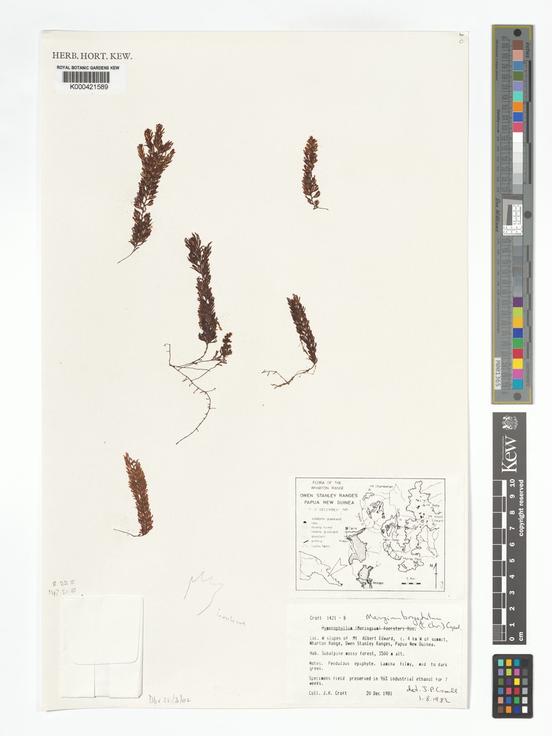 Hymenophyllum bryophilum