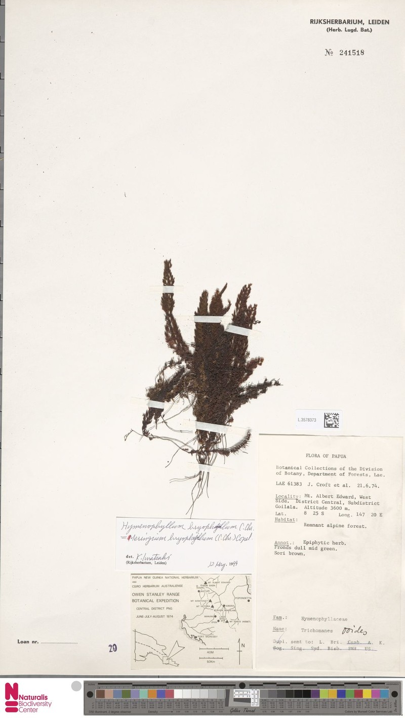 Hymenophyllum bryophilum photo 2