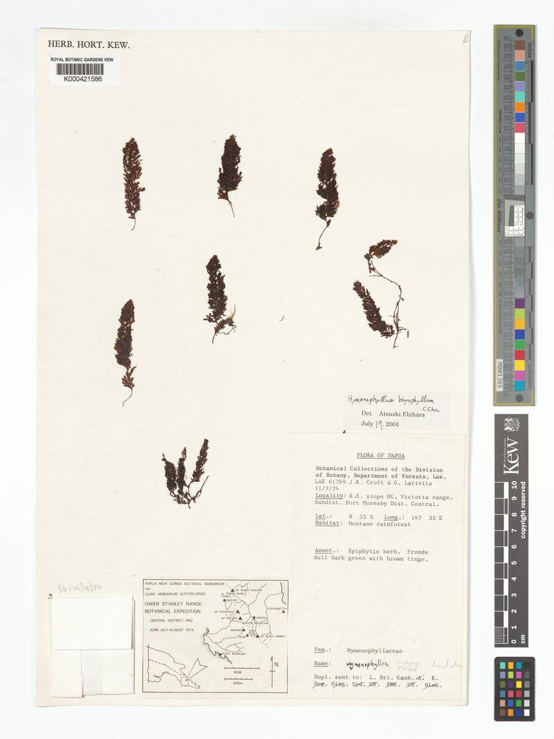 Hymenophyllum bryophilum photo 3