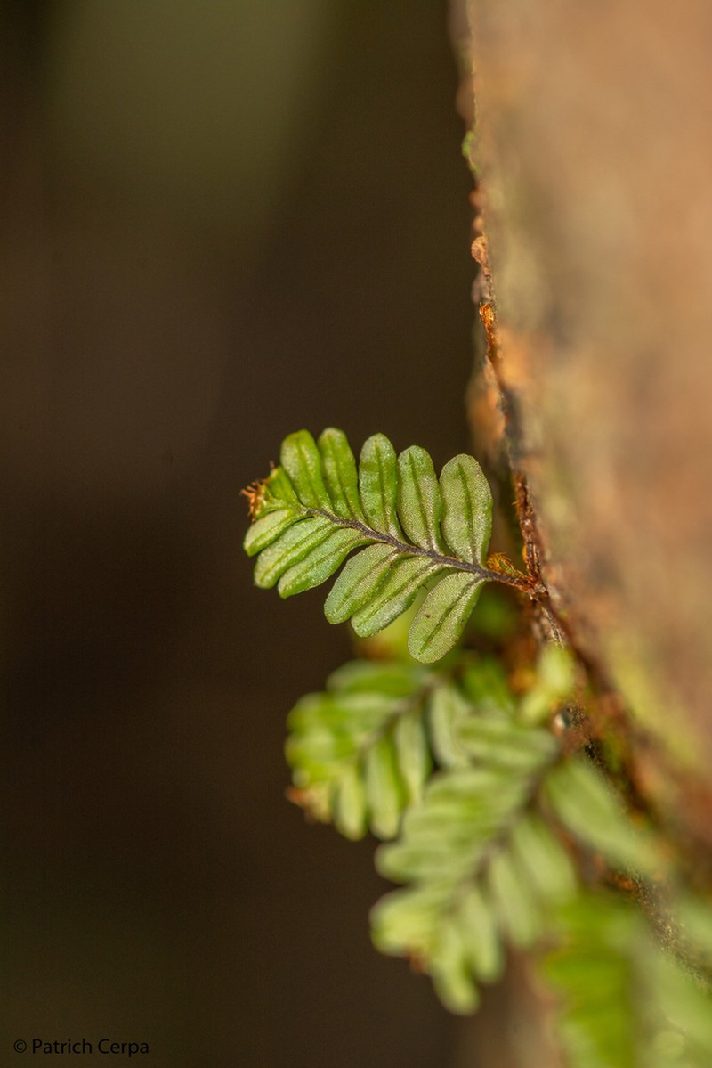 Hymenophyllum caespitosum
