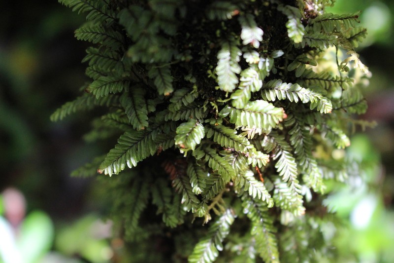 Hymenophyllum caespitosum photo 2