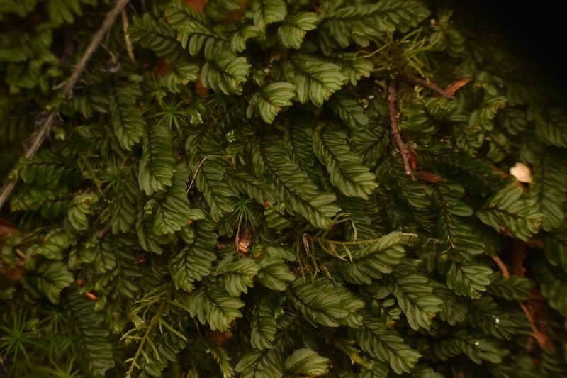 Hymenophyllum caespitosum photo 3
