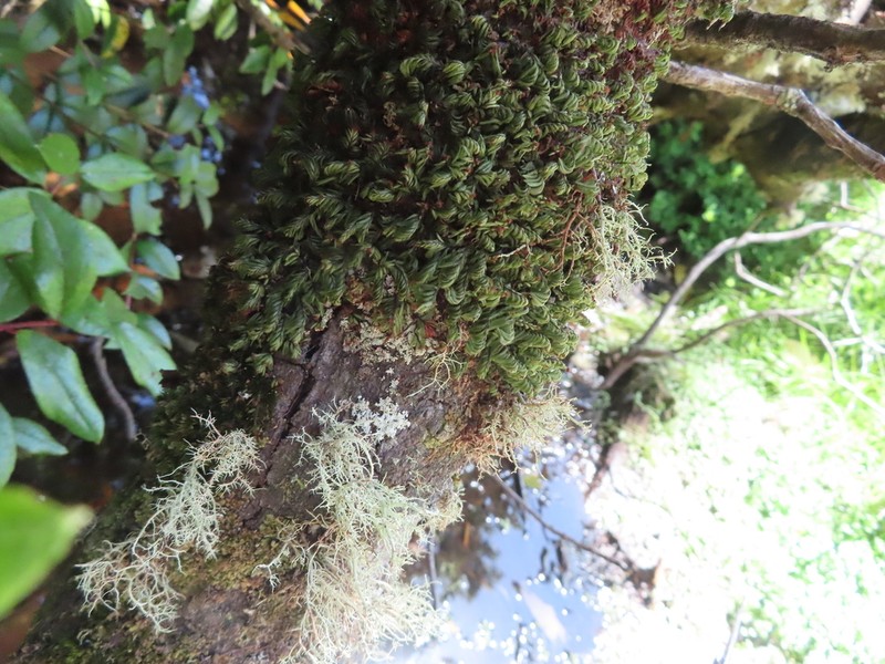 Hymenophyllum caespitosum photo 4