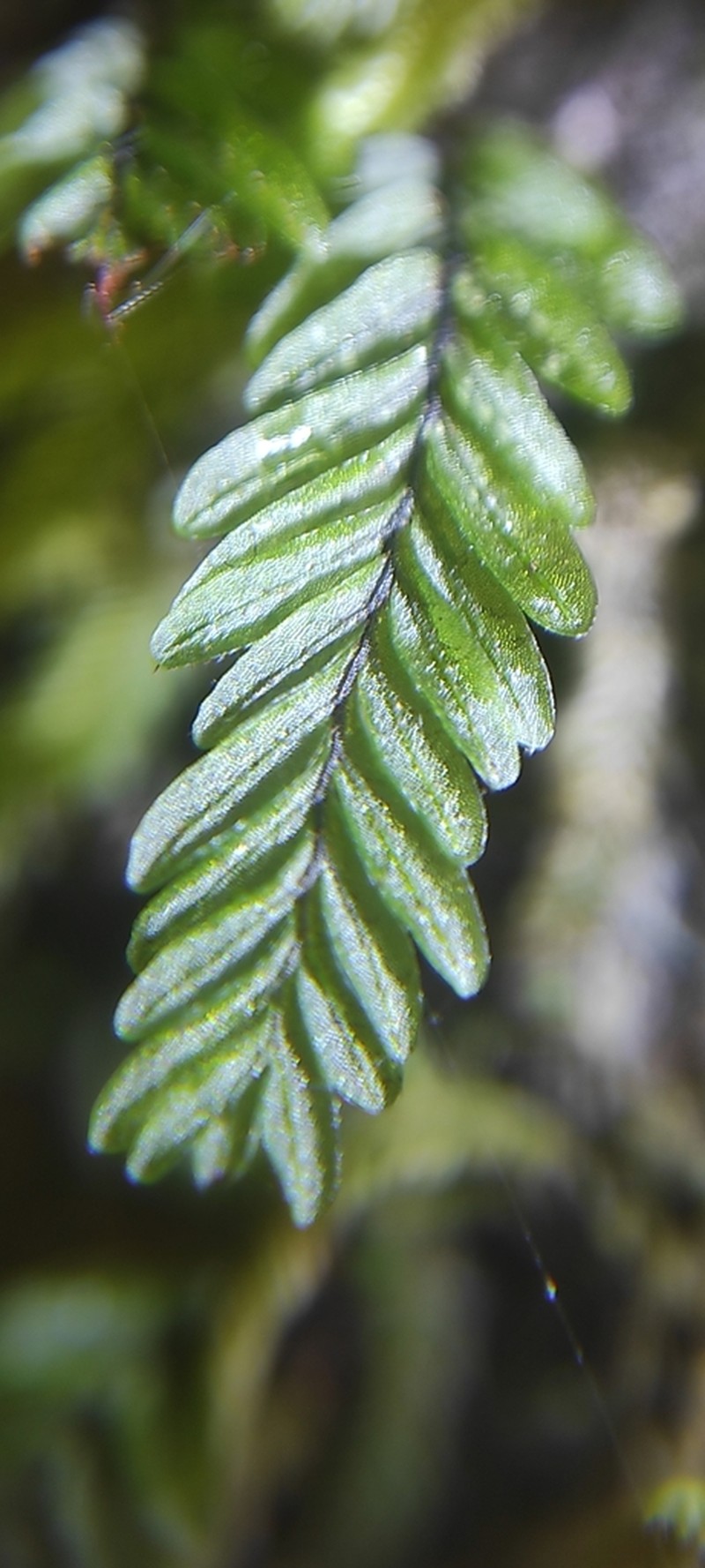 Hymenophyllum caespitosum photo 5