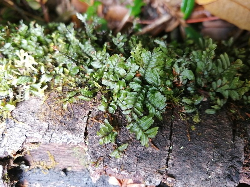 Hymenophyllum caespitosum photo 6