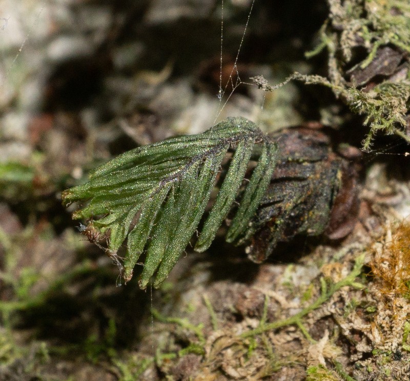Hymenophyllum caespitosum photo 7