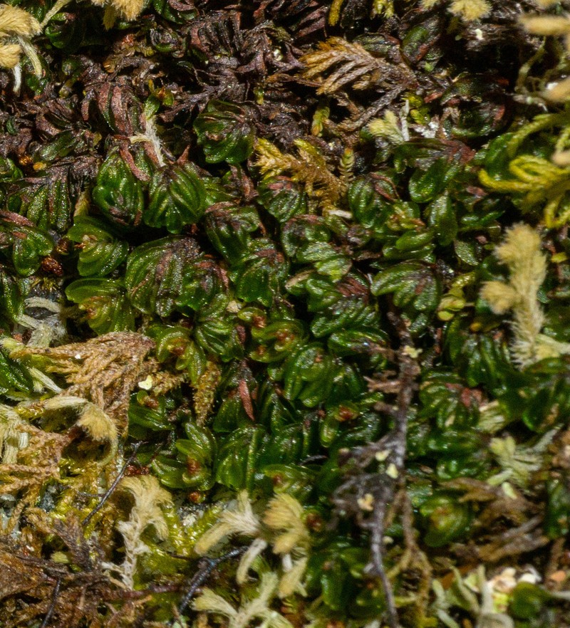 Hymenophyllum caespitosum photo 8