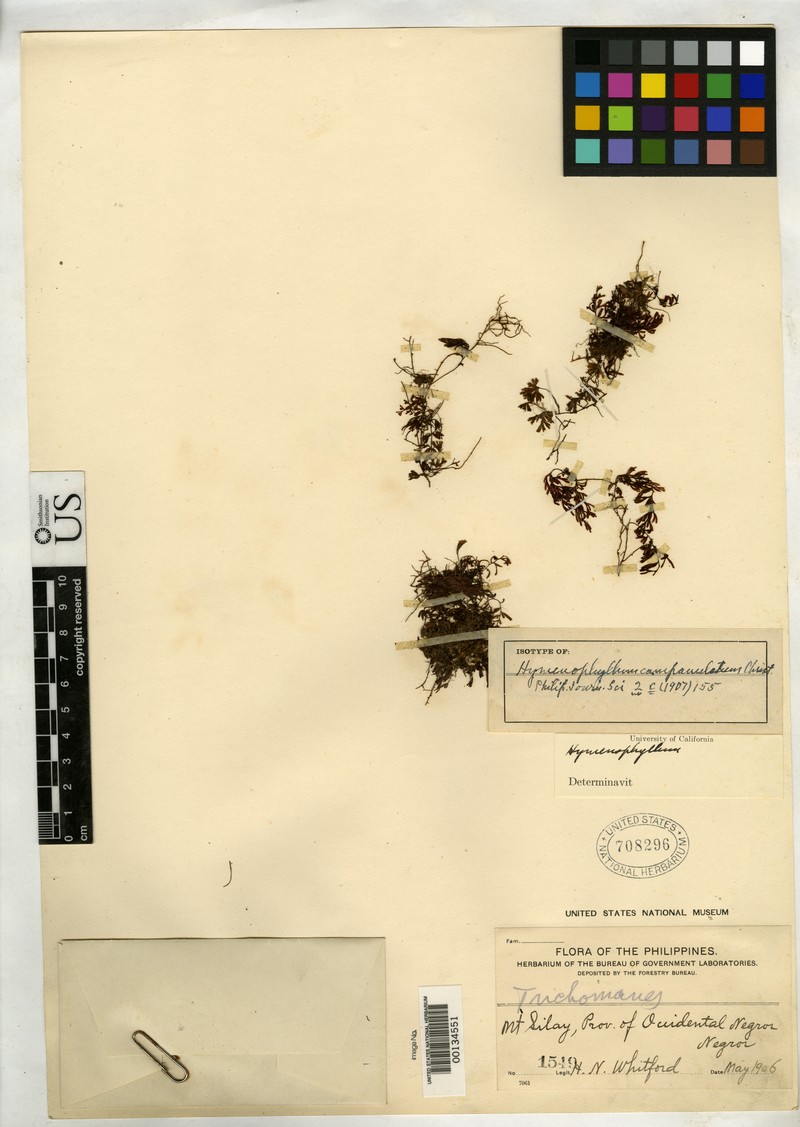 Hymenophyllum campanulatum