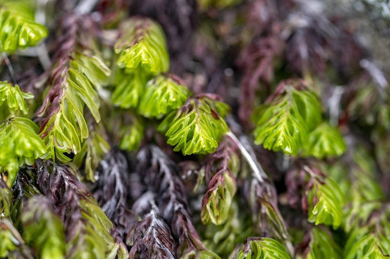 Hymenophyllum capense photo 2