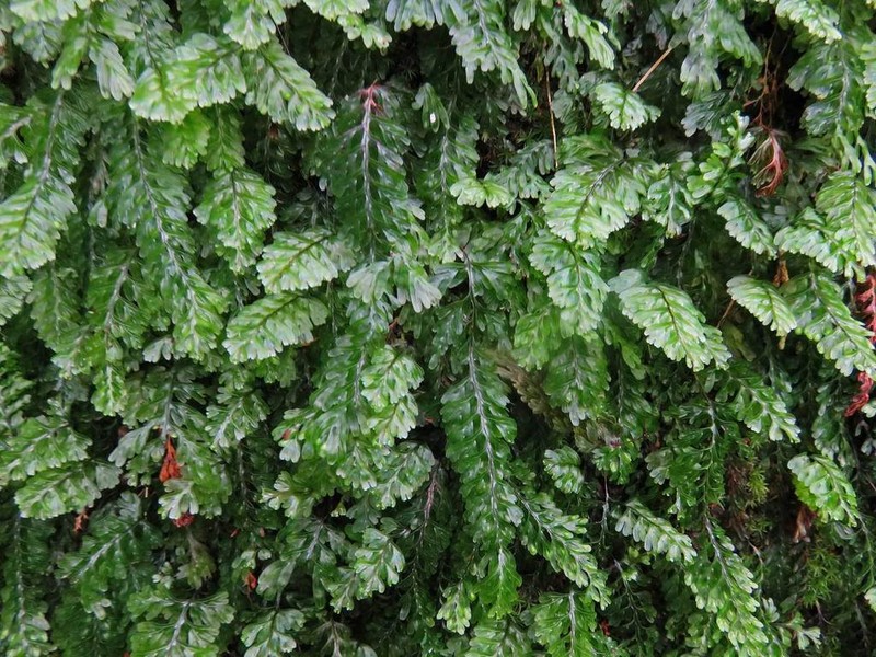 Hymenophyllum capense photo 3