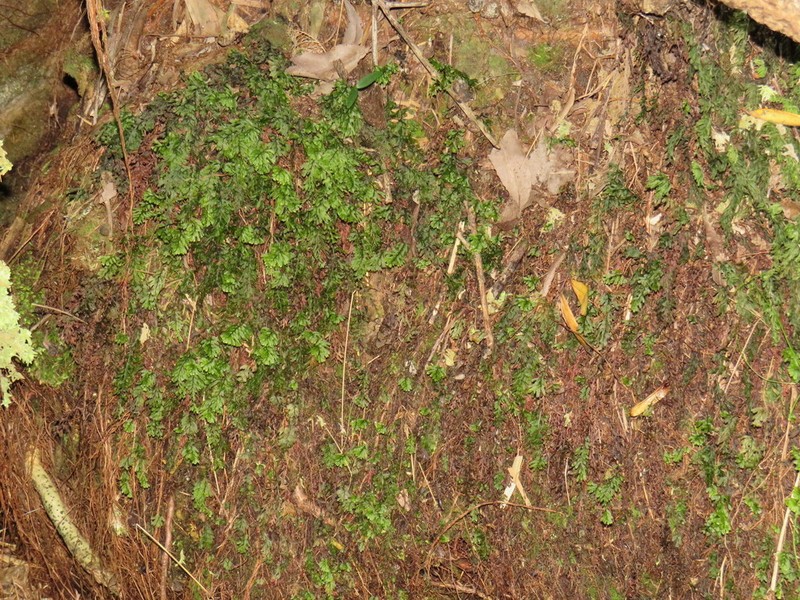 Hymenophyllum capense photo 4